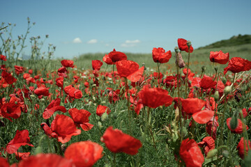 Obraz premium Vibrant red poppies blooming in meadow under blue sky