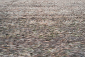 Blurred Image of Dry Field, Agricultural Background, Nature Landscape
