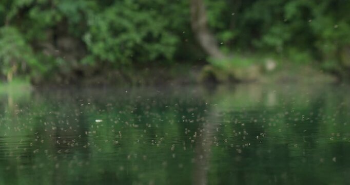 Insects Swarming Over Dark River Surface with Green Forest Reflection, Bosnia