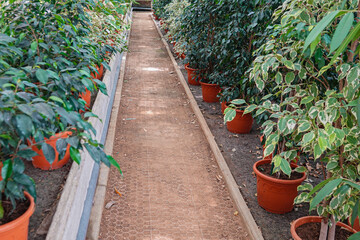 A narrow path leads through a greenhouse, bordered by vibrant potted plants.
