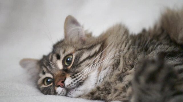 A cat is laying on a white surface with its eyes closed