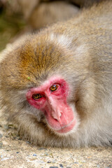 Obraz premium Jikokudani Snow Monkey Park in the japanese Highlands