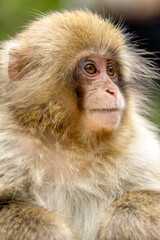 Obraz premium Jikokudani Snow Monkey Park in the japanese Highlands