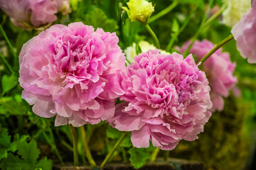 Obraz premium Two pink flowers are in park setting.