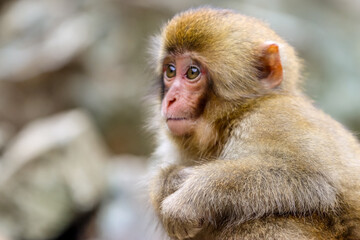Jikokudani Snow Monkey Park in the japanese Highlands © Gina Mako
