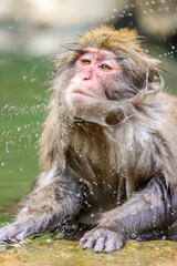 Obraz premium Jikokudani Snow Monkey Park in the japanese Highlands