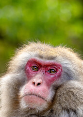 Obraz premium Jikokudani Snow Monkey Park in the japanese Highlands