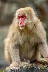 Obraz premium Jikokudani Snow Monkey Park in the japanese Highlands