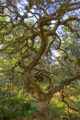 Fototapeta premium A large tree with moss growing on it.
