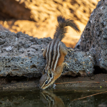 Least Chipmunk (Tamias minimus) drinking water in Central Oregon