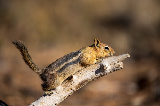 Least Chipmunk (Tamias minimus) keeps a wary eye for predators while resting.Central Oregon