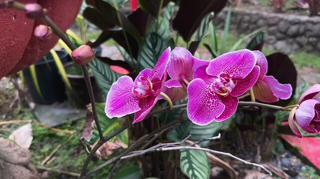 A graceful line of vivid pink orchids stretches along a slender stem, each bloom showing detailed speckled patterns and softly curved petals. Surrounded by layered green foliage and natural garden tex