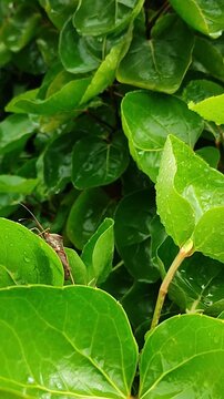A leaf-footed bug hiding among the leaves