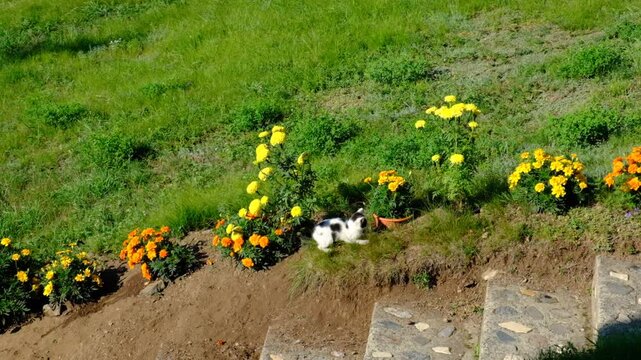 Funny pets. Mischief cute black and white kitten playing in the garden, back yard. Running jumping biting flowers. Humor