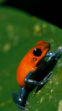 Macro shot of a tiny, venomous strawberry poison dart frog. This exotic amphibian with vibrant red and blue colors is resting on a leaf. Vertical