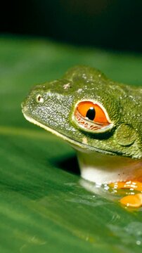 Close up of a red eyed tree frog, also known as Agalychnis callidryas, sitting on a big wet leaf and breathing in a tropical forest. Vertical