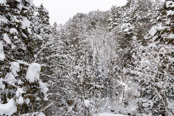 豪雪地帯の木々