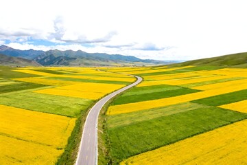 Obraz premium road in the field