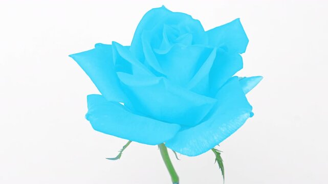 Blue Rose Blooming on White Background Time-Lapse