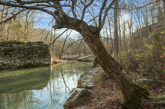Tree Arched Over Bay Creek.  An old tree in the winter displays marks of weathering and age.