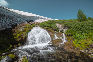 Big waterfall flows from mossy rock under snow cornice in sunny day. Green alpine scenery with pure mountain creek among wild lush flora in bright sun. Large river source under snowfield in sunlight. © Daniil