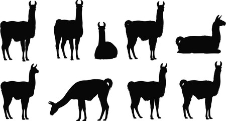 Fototapeta premium Vector, black, silhouette, illustration, set, of, various, llamas, and, alpacas, in, standing, sitting, and, grazing, positions, for, nature, wildlife, livestock, and, farm, animal, design, elements