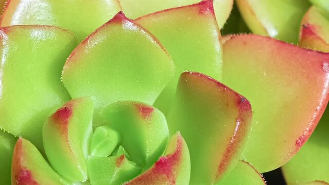 Camera slowly zooms in and out across lush green succulents background, highlighting natural symmetry, freshness, and calming botanical texture for nature, wellness, and design visuals