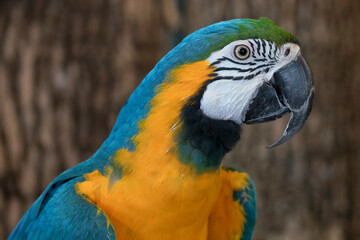 Naklejka premium Blue and Yellow Macaw Bird Ara ararauna