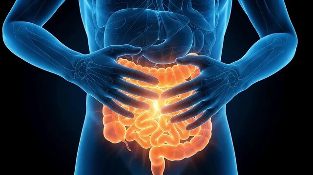 A male anatomical model clutching his abdomen in pain. Stock footage symbolizing enteritis and digestive disorders