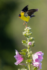 01640-16906 American Goldfinch (Spinus tristis) male flying from Hollyhock (Alcea sp.) Marion Co. IL
