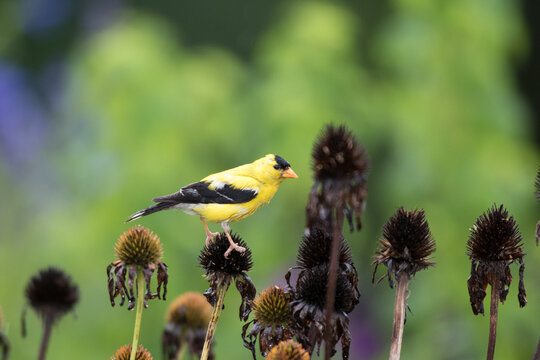 01640-16310 American Goldfinch (Spinus tristis) male eating purple coneflower (Echinacea purpurea) seeds Marion County, IL.