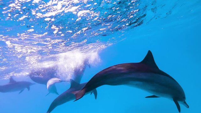 Slow motion underwater video of a pod of spinner dolphins swimming above a crystal clear coral reef in the Red Sea, Egypt, showcasing tropical marine life in calm blue water.