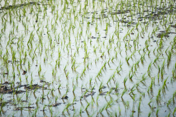 Rice seedlings growing in rice fields in Chiang Mai, Thailand
