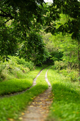 新緑に囲まれた山に続く道