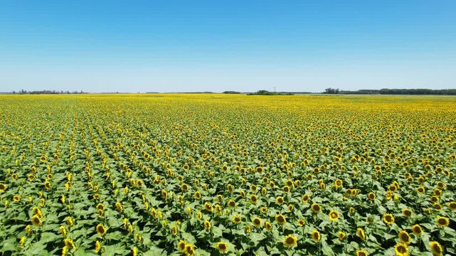Sunflower Field Boundless Farmland Drone 4K