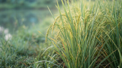 Fototapeta premium Close up of vibrant green rice stalks with golden seed heads in soft light