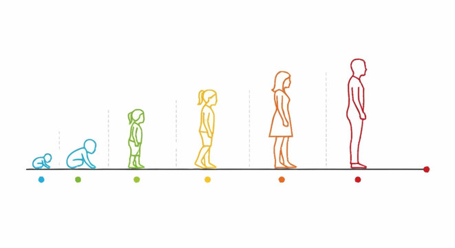 Human growth stages from infancy to adulthood illustrated timeline.