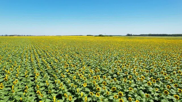 Sunflower Field Boundless Farmland Drone 4K