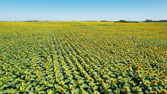 Sunflower Field Boundless Farmland Drone 4K