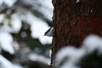 雪が降る森のゴジュウカラ