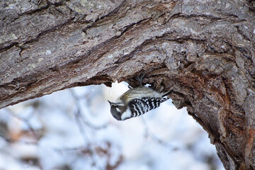 逆さになって餌を探すコゲラ