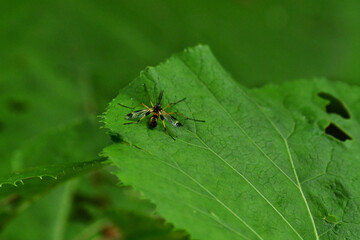 葉っぱに止まるベッコウガガンボ