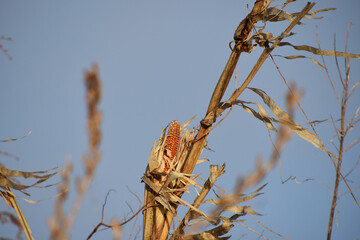 冬まで残ったトウモロコシ