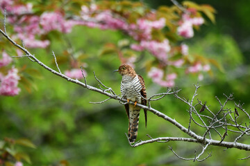 桜の頃の赤いツツドリ