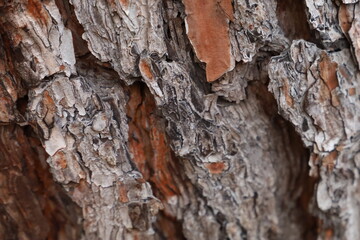 Fototapeta premium Close up texture of rough brown tree bark.