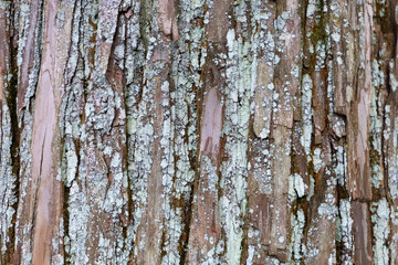 Obraz premium Natural pattern of old wood skin with cracks.