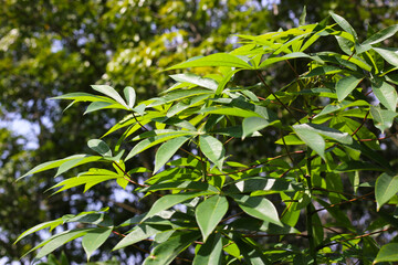 Fototapeta premium Green leaves of a cassava plant grow in the field.