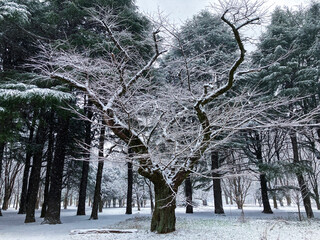 雪の樹木