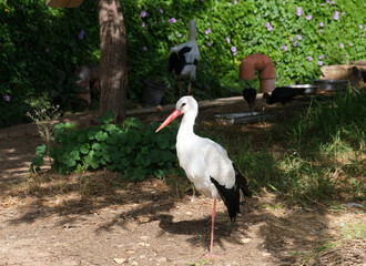 White Stork (Ciconia ciconia)