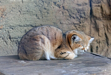 The sand cat (Felis margarita)